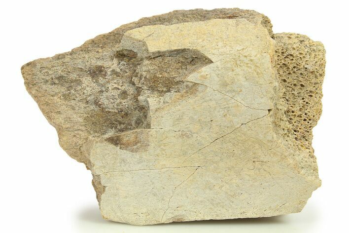 Dinosaur (Triceratops) Bone Section - Montana #284457